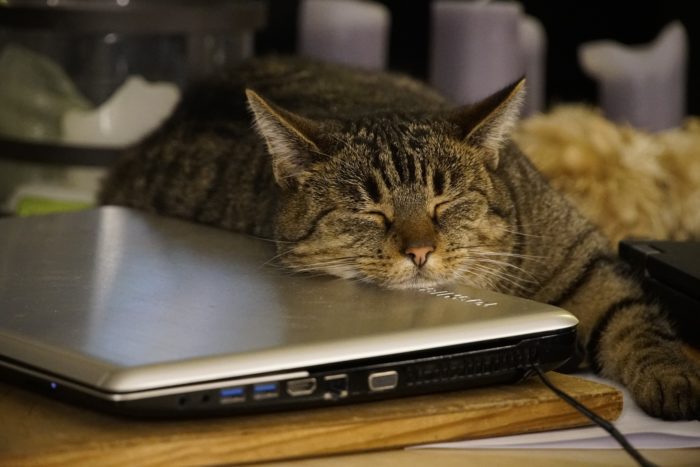 cat sleeping on a computer